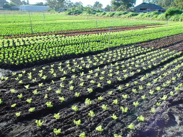 Borsa de treball / Tècnic especialista en agricultura. Pacte ceràmic.-