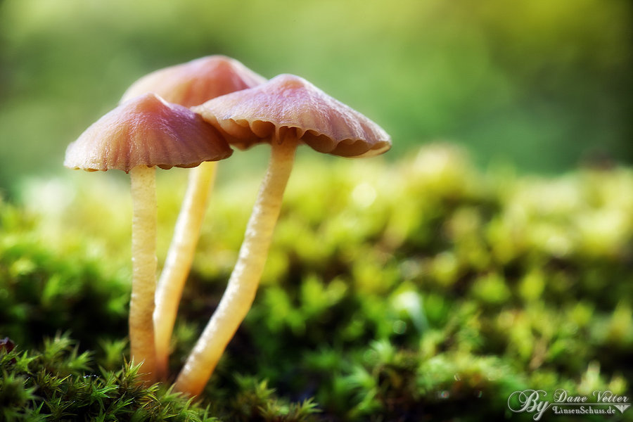 Es suspenen les renovacions del DNI a Betxí