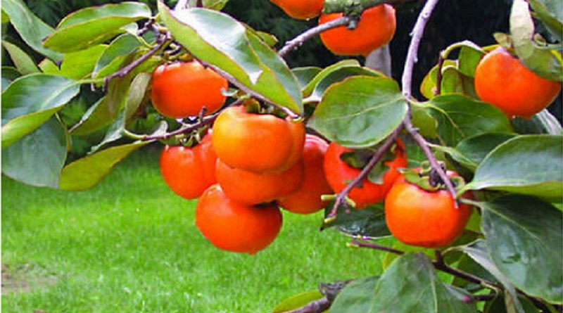 Curs gratuït: cultiu del caqui