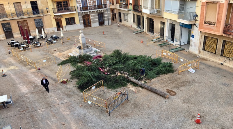 Es tala el «pi» de la Plaça Major per trobar-se en males condicions