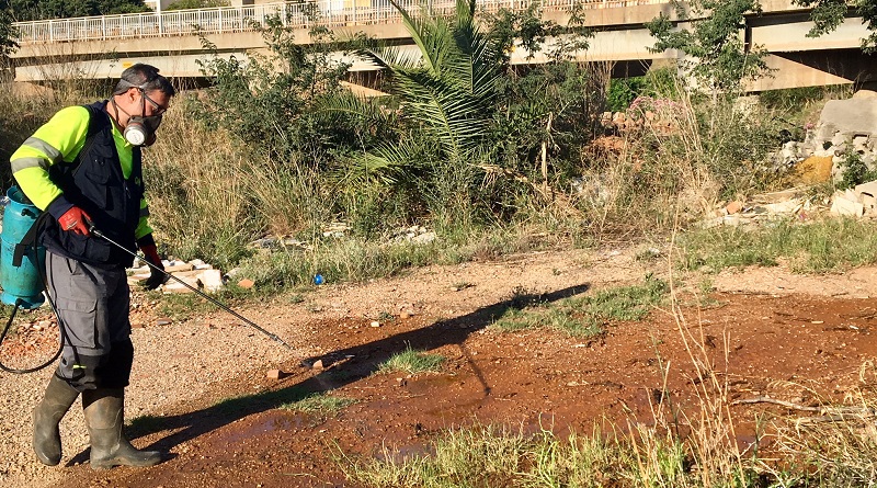 L’Ajuntament intensifica les accions contra el mosquit tigre