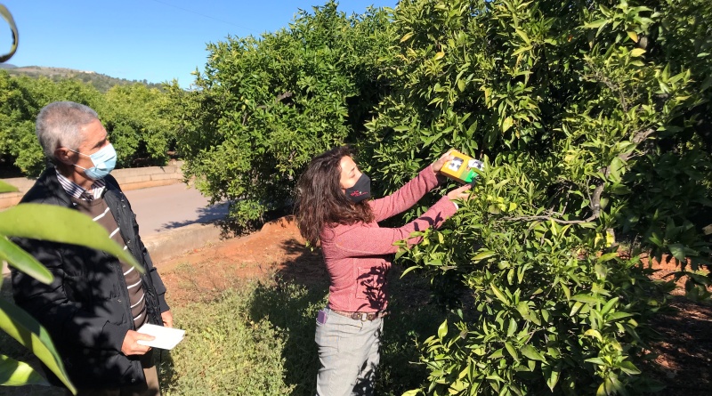 L’Ajuntament de Betxí lluita contra el cotonet de Sud-Àfrica