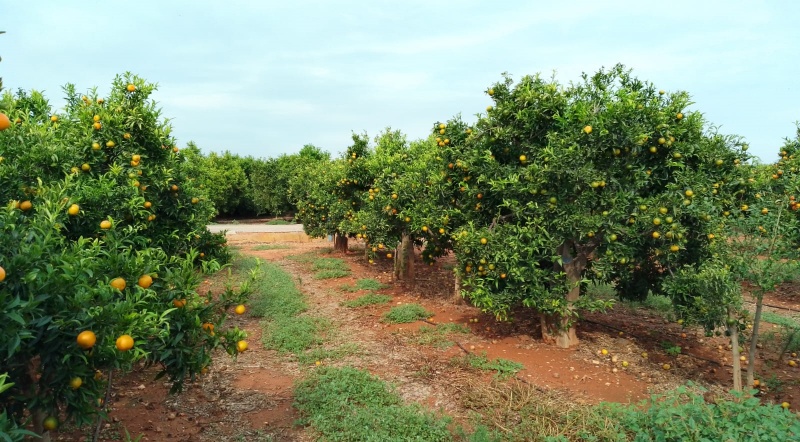 Betxí acull per primera volta les Jornades Citrícoles de La Plana per a abordar la situació del sector