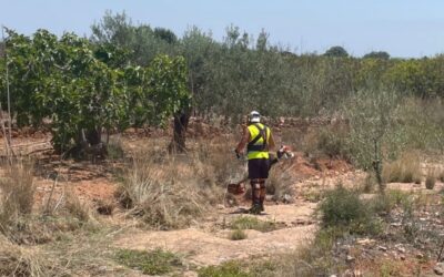L’Ajuntament de Betxí impulsarà l’ocupació agrària aquest estiu amb una nova inversió de més de 60.000 euros